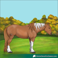 Horse Color:Unknown 