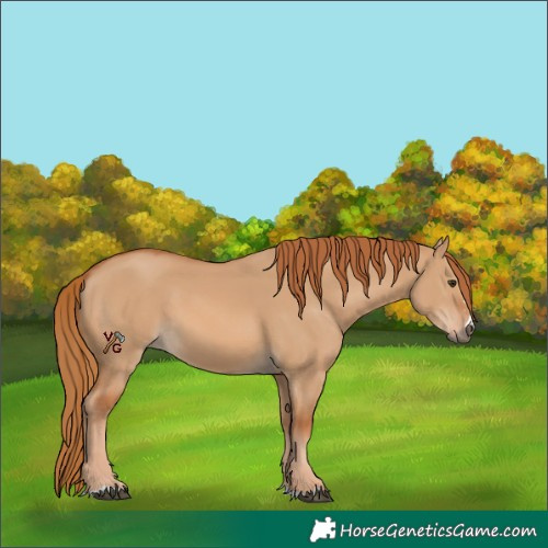 Horse Color:Unknown 