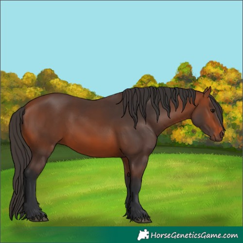 Horse Color:Bay 