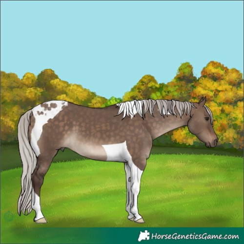 Horse Color:Silver Brown Dun Tobiano 