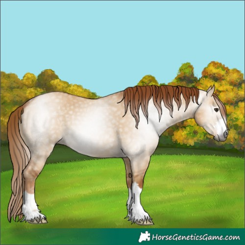 Horse Color:Gray Red Dun 