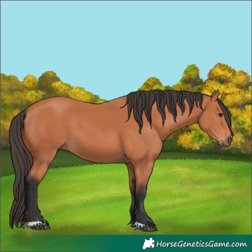 Horse Color:Bay 