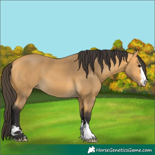 Horse Color:Buckskin 