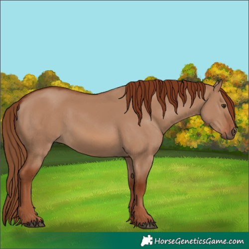 Horse Color:Red Dun 