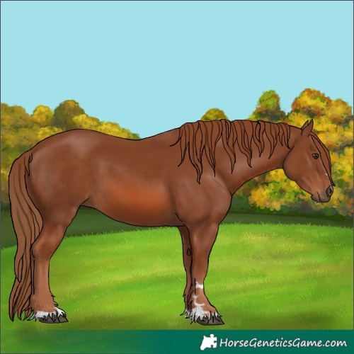 Horse Color:Chestnut 