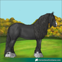 Horse Color:Black 