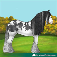 Horse Color:White Spotted Black Splash Rabicano