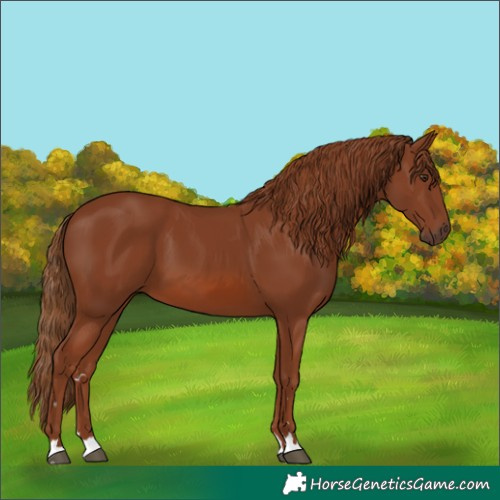 Horse Color:Chestnut 