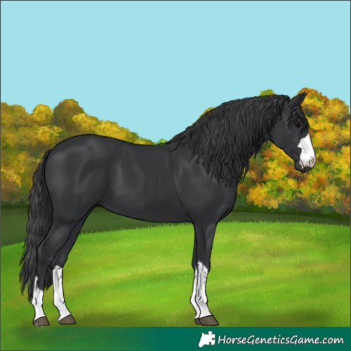 Horse Color:Black 