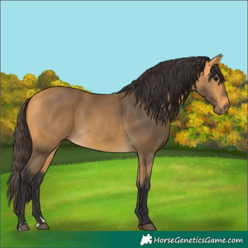 Horse Color:Buckskin 