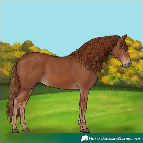 Horse Color:Chestnut 
