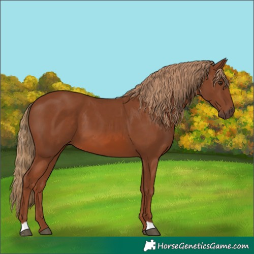 Horse Color:Chestnut 