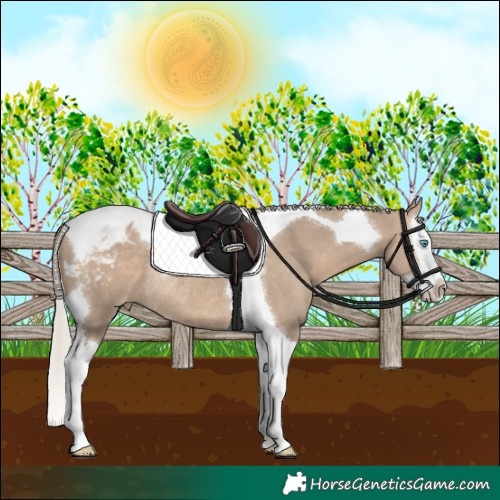 Horse Color:Silver Bay Dun Splash Tobiano Appaloosa Rabicano 