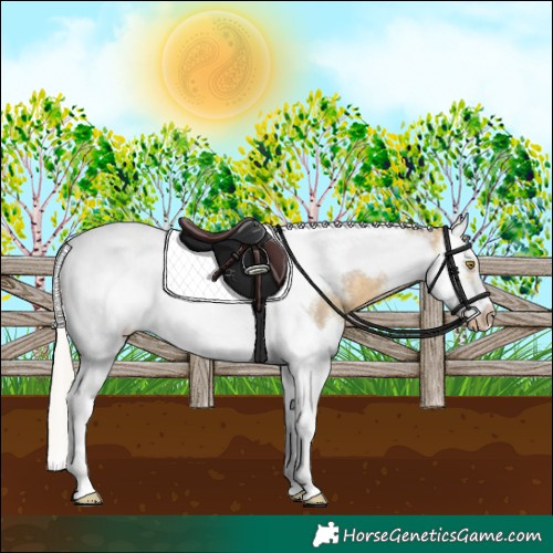 Horse Color:Silver Buckskin Dun Splash Tobiano Frame Appaloosa Rabicano 