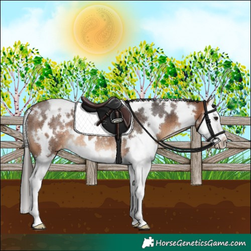Horse Color:White Spotted Bay Splash Appaloosa Rabicano