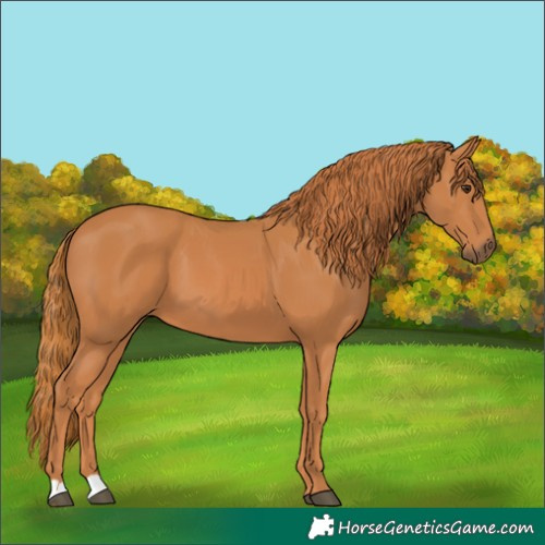 Horse Color:Chestnut 