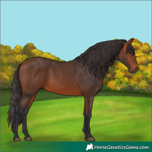 Horse Color:Bay 