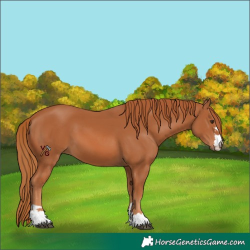 Horse Color:Chestnut 