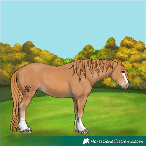 Horse Color:Chestnut 