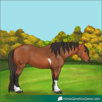 Horse Color:Unknown 