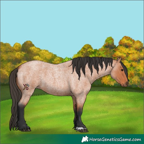 Horse Color:Bay Roan