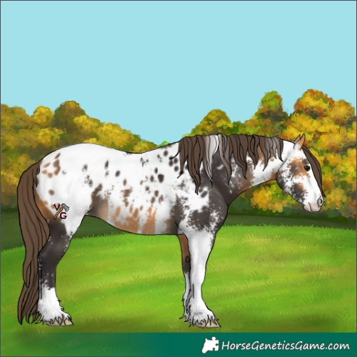 Horse Color:Buckskin Sabino Appaloosa 
