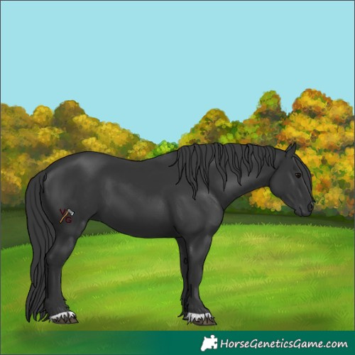 Horse Color:Black 