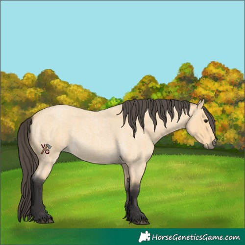 Horse Color:Buckskin Roan