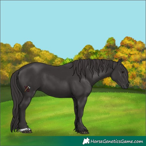 Horse Color:Unknown 