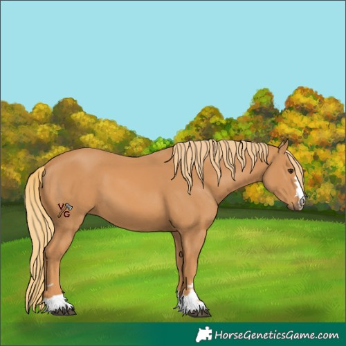 Horse Color:Unknown