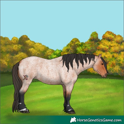 Horse Color:Bay Roan 