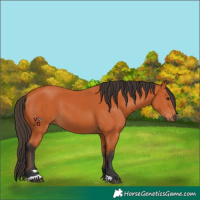 Horse Color:Bay 