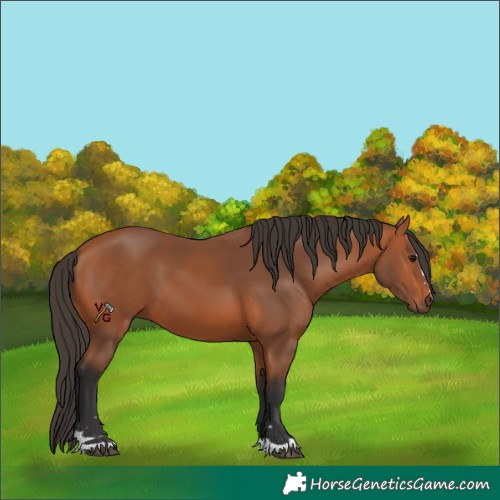 Horse Color:Bay 