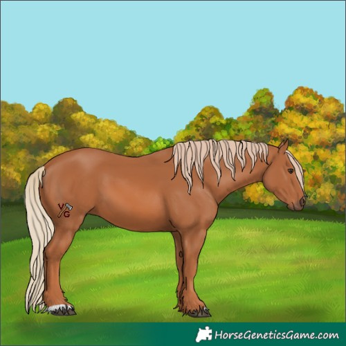 Horse Color:Chestnut 