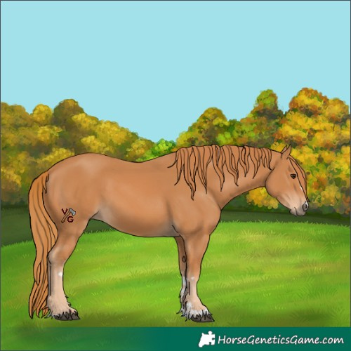 Horse Color:Chestnut 