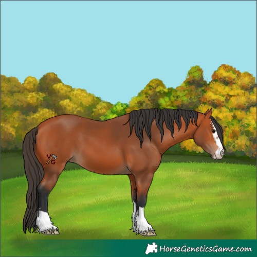 Horse Color:Bay 