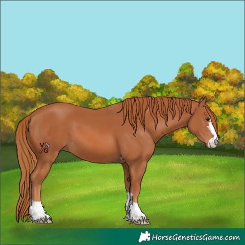 Horse Color:Chestnut 