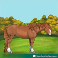 Horse Color:Chestnut 