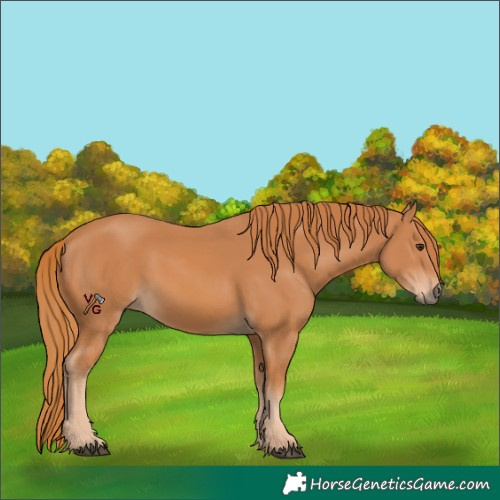 Horse Color:Chestnut 