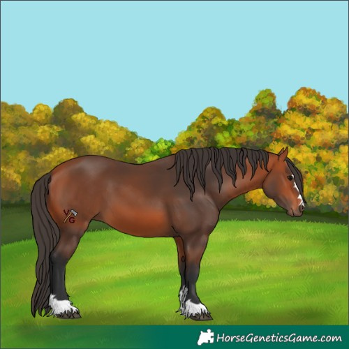 Horse Color:Bay 
