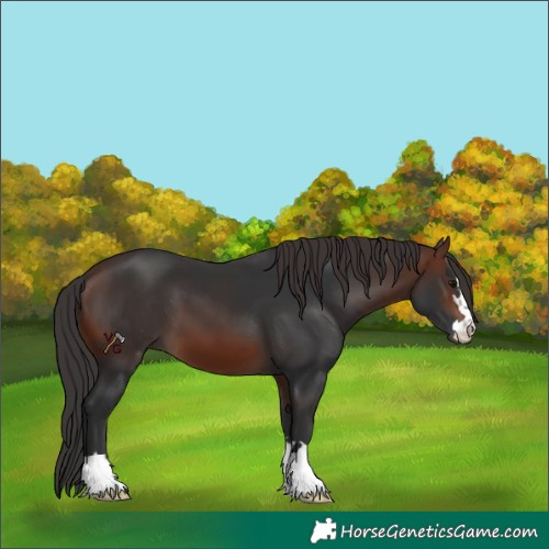 Horse Color:Brown 