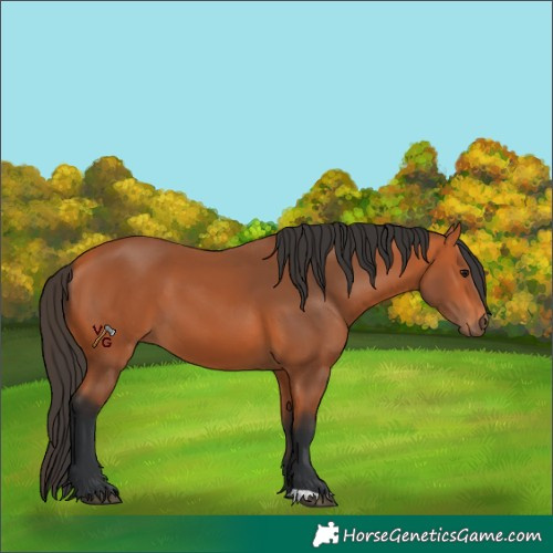 Horse Color:Bay 