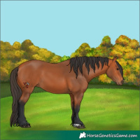 Horse Color:Bay 