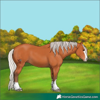 Horse Color:Silver Bay 