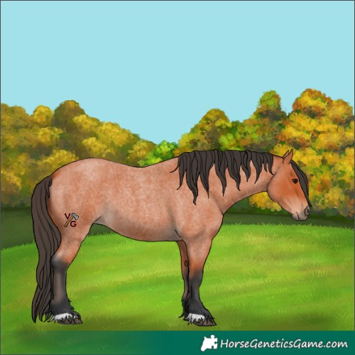 Horse Color:Bay Roan 
