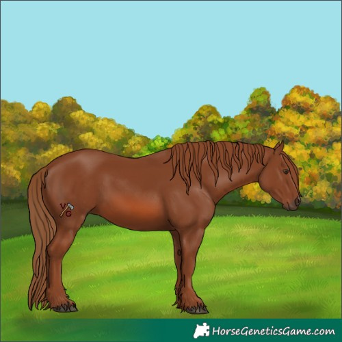 Horse Color:Chestnut 