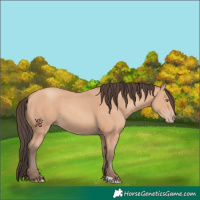 Horse Color:Amber Champagne 