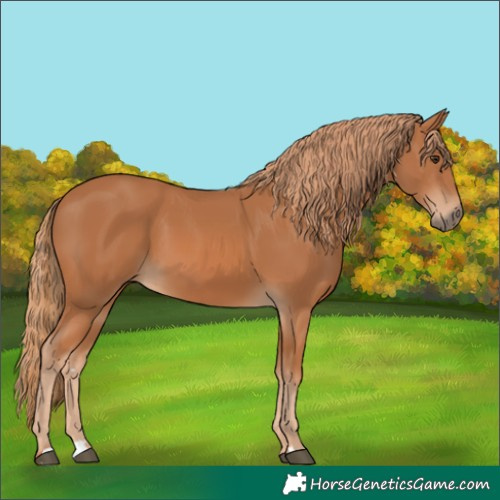 Horse Color:Chestnut 