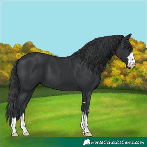 Horse Color:Black 