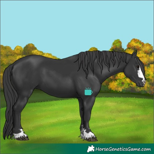 Horse Color:Black 